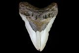 Bargain, Megalodon Tooth - North Carolina #76232-1